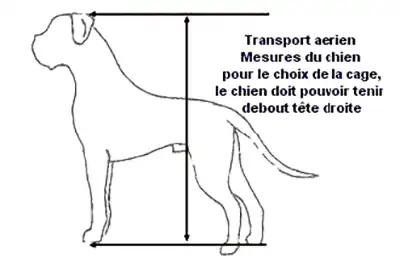 Mesure du chien