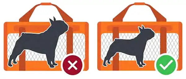 Chien dans sac de transport