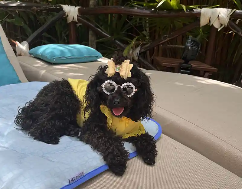 flyingtoutou soleil 4